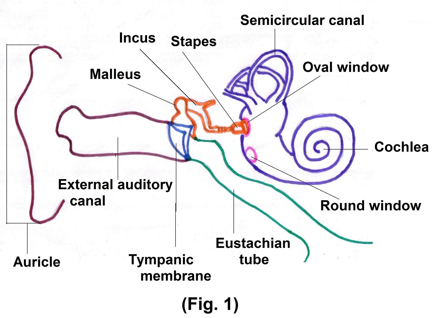 The three auditory ossicles. From left to right, the stapes